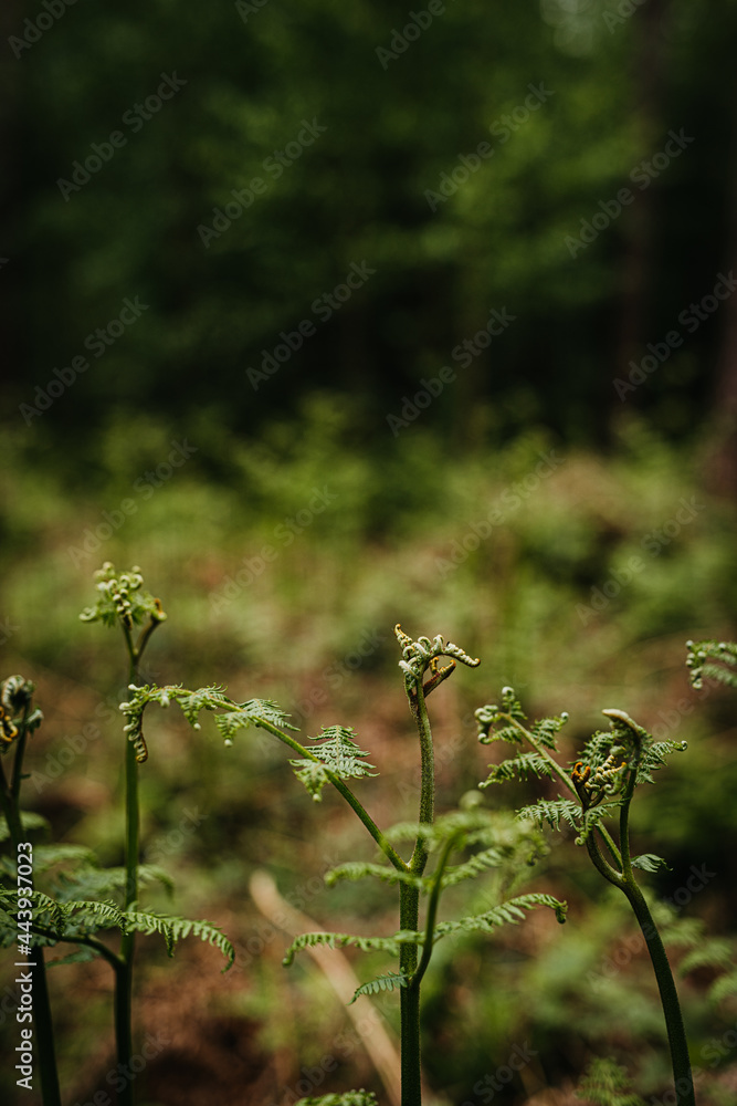 Close up of curling fern in a forest Close up of curling fern in a forest
