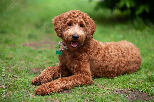 Cute brown labradoodle lying down on the grass. Portrait of a chocolate curly hair labradoodle dog outside, looking at the camera