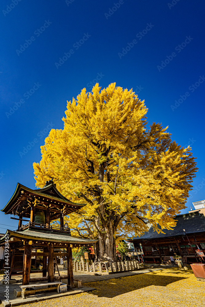 Fototapeta premium 飛騨高山国分寺大銀杏の紅葉
