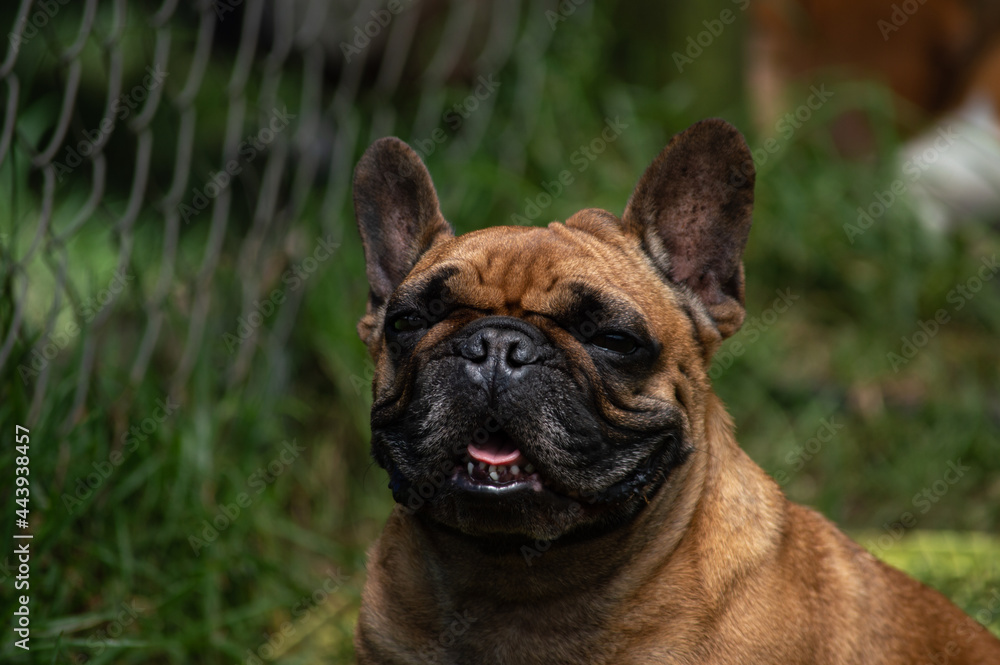 Un poco sobre hermosos perros. Un poco sobre hermosos perros.