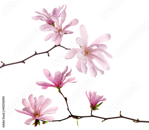 Fototapeta Naklejka Na Ścianę i Meble -  Magnolia tree branches with beautiful flowers on white background, collage