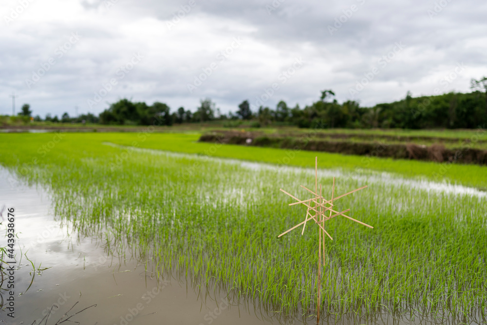 Scarecrow and young green rice plants in paddy of Thailand.