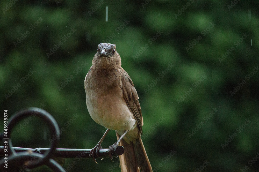 Obraz premium Birds in my house.