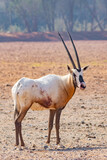 Arabian oryx or white oryx