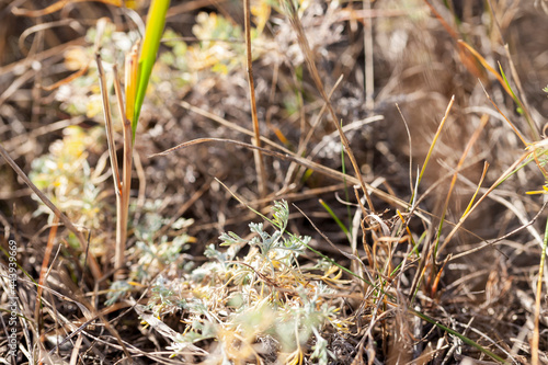 A bush of steppe wormwood in its natural environment during the dry season of autumn. Close-up, selective focus.