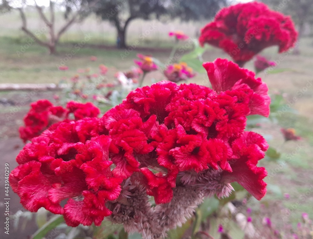 Flor roja 1