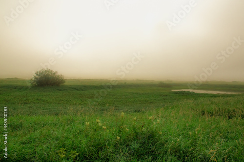 thick fog rises from the ground on an early summer morning against the backdrop of spacious fields and dense forest