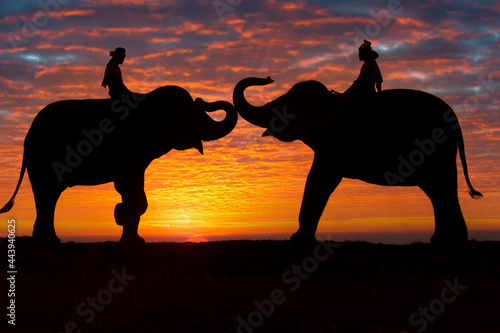 Photography Silhouettes of people and elephants are the way of life of the Surin Thai people