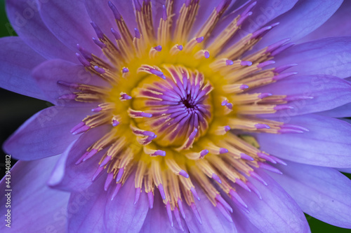 close up of a purple flower -  Lotus