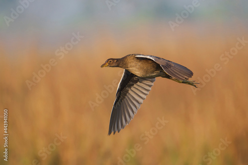 Watercock (Gallicrex cinerea) bird flying. © Mana21