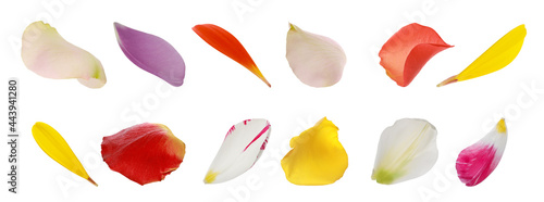 Set with different beautiful flower petals on white background. Banner design