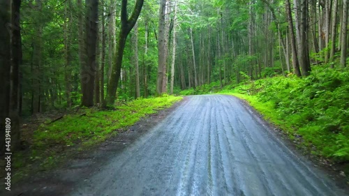 Drone video footage of a remote pine forest road in the Appalachian mountains. This is in New York's Hudson Valley during summer in the Catskill Mountains.  photo