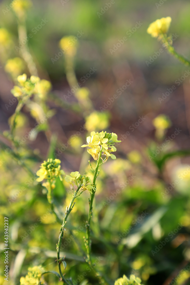 Beautiful bright yellow canola flowers surrounded by green leaves in a rural setting. Beautiful bright yellow canola flowers surrounded by green leaves in a rural setting.