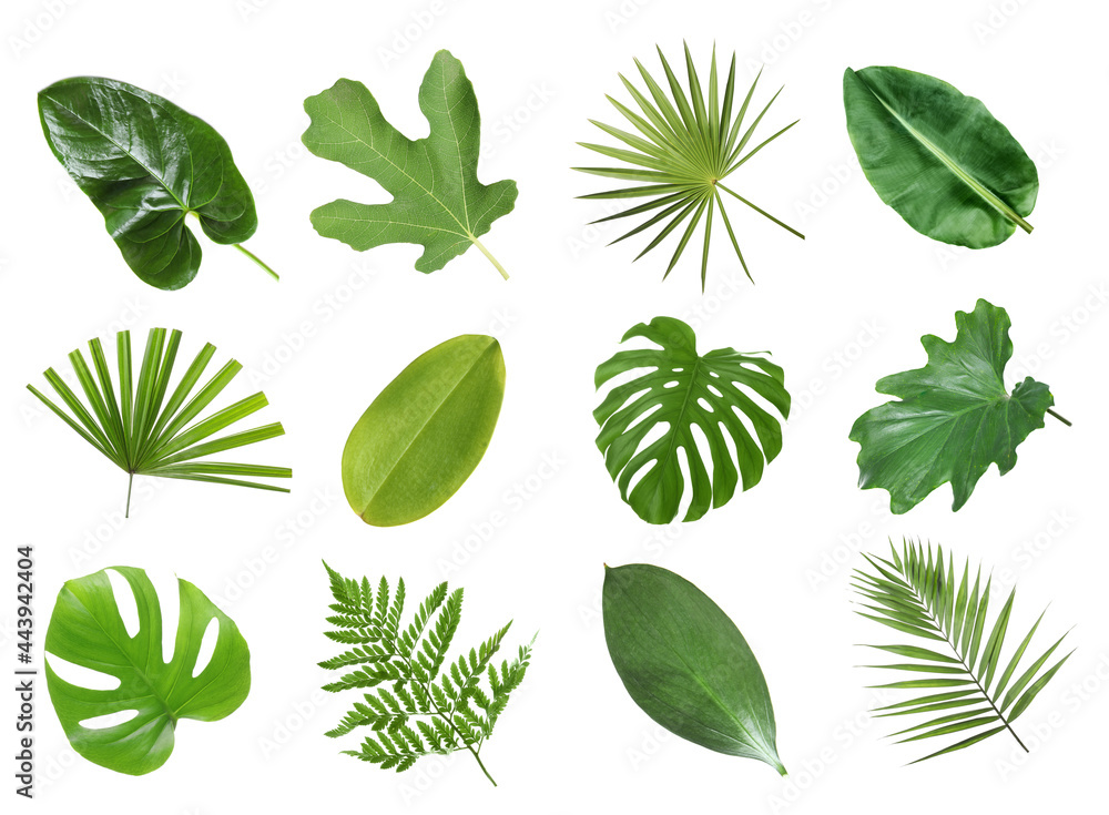 Set with beautiful fern and other tropical leaves on white background Set with beautiful fern and other tropical leaves on white background