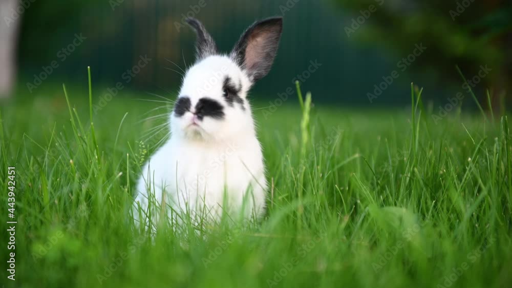 cute gray animal funny bunny on a background of green grass and clovers in the afternoon in summerr. High quality photo cute gray animal funny bunny on a background of green grass and clovers in the afternoon in summerr. High quality photo