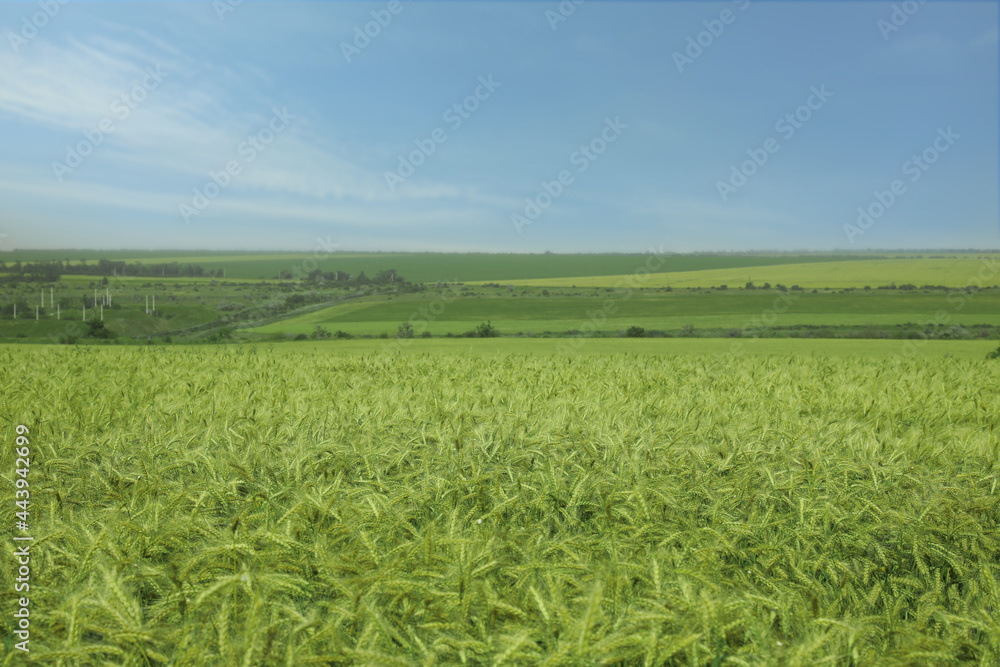 Fototapeta premium Beautiful agricultural field with ripening wheat crop