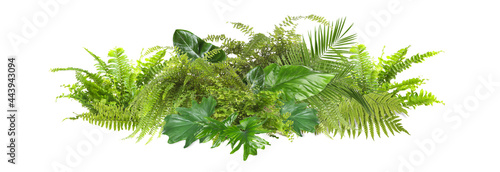 Beautiful composition with fern and other tropical leaves on white background. Banner design