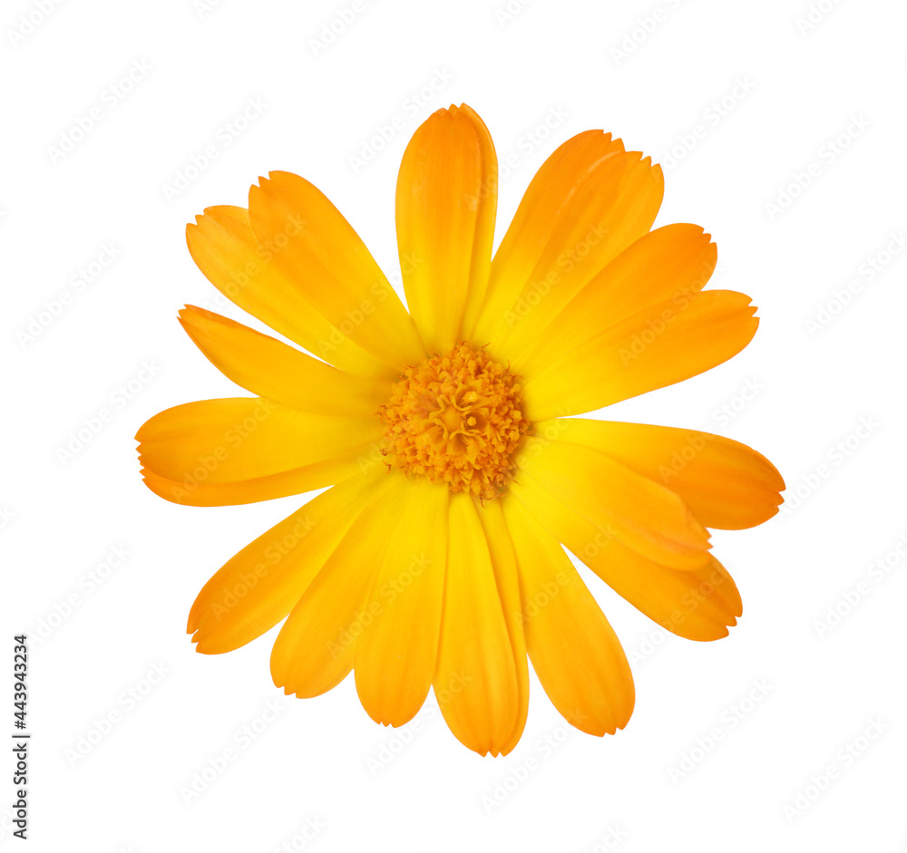 Obraz premium Fresh beautiful calendula flower isolated on white
