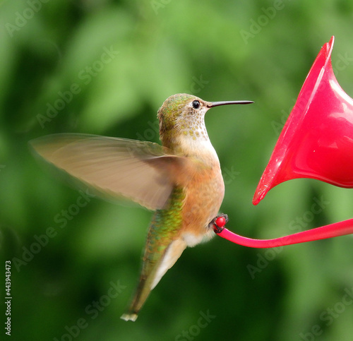  colorful female rufous humingbird with wings spread,  at a feeder in broomfield, colorado       photo