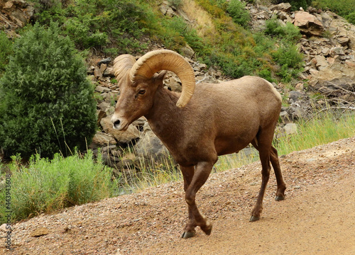   rocky mountain bighorn sheep ram standing in the trail in summer along the south platte river in waterton canyon, littleton, colorado photo