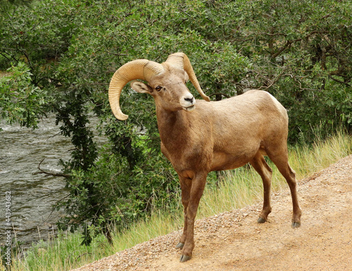  rocky mountain bighorn sheep ram standing in the trail in summer along the south platte river in waterton canyon, littleton, colorado photo