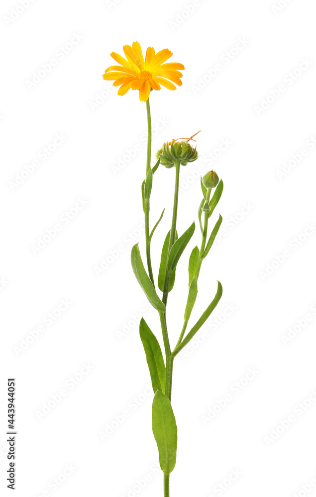 Beautiful blooming calendula plant isolated on white Beautiful blooming calendula plant isolated on white