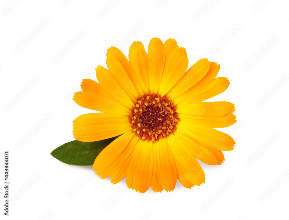 Beautiful blooming calendula flower with green leaf on white background Beautiful blooming calendula flower with green leaf on white background