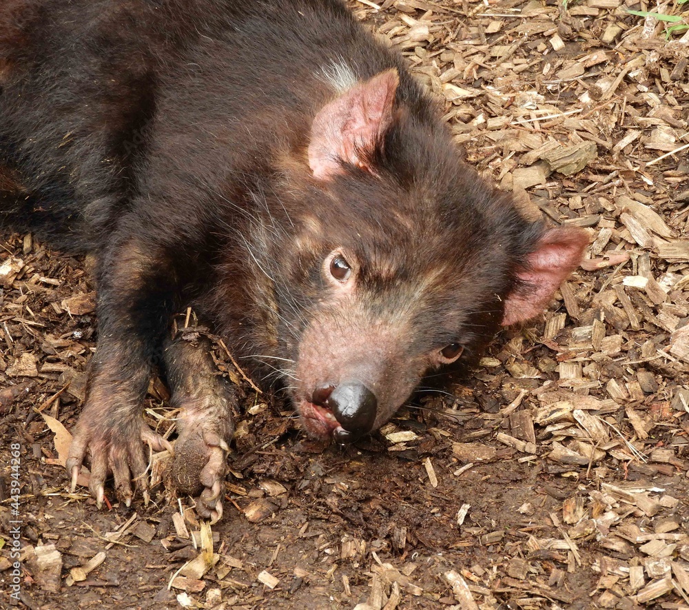 tasmanian devil resting in the tasmanian devil unzoo in taranna, on the tasman penisula, tasmania, australia tasmanian devil resting in the tasmanian devil unzoo in taranna, on the tasman penisula, tasmania, australia