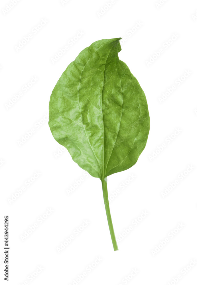 Fresh green broadleaf plantain leaf isolated on white Fresh green broadleaf plantain leaf isolated on white
