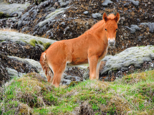     red icelandic pony standing amongst the volcanic rocks in a green hillside in  northern iceland in summer © Nina