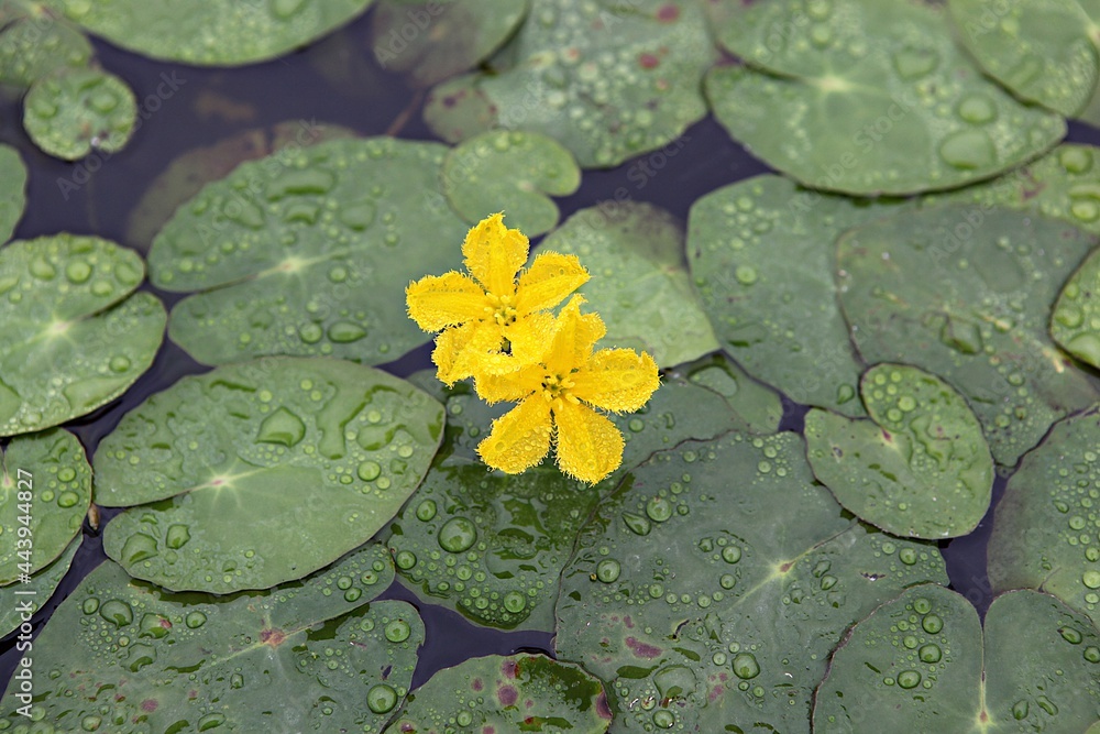 한국에핀연꽃입니다