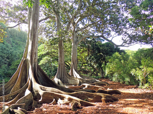  the towering roots of the moreton bay fig  banyan trees from jurassic park in the allerton gardens   in koloa,  kauai , Hawaii  photo
