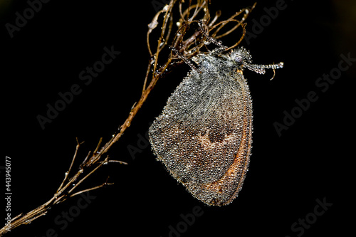 Motyl o poranku