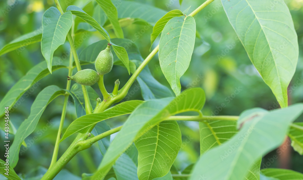 Closeup shot of fresh green young walnut fruits on a branch