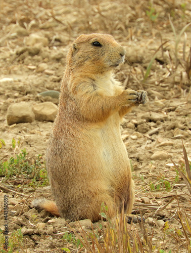  cute  black-tailed prairie dog standing and  eating in the grasslands of coyote ridge natural area near fort collins, colorado    photo