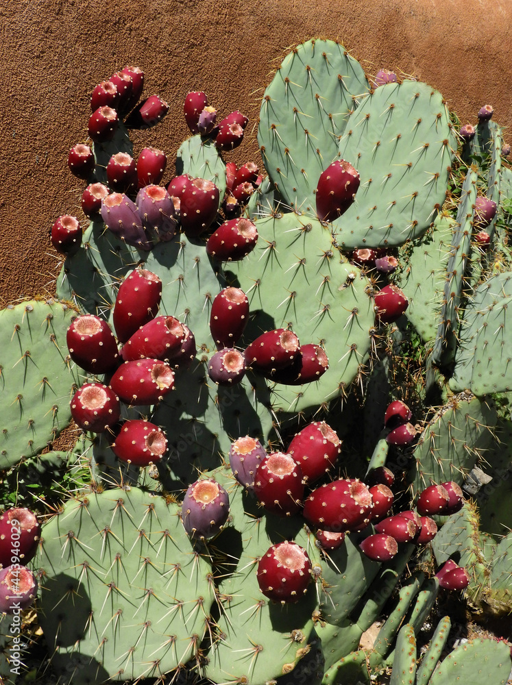 Obraz premium prickly pear cactus and colorful fruit against an adobe wall in santa fe, new mexico 