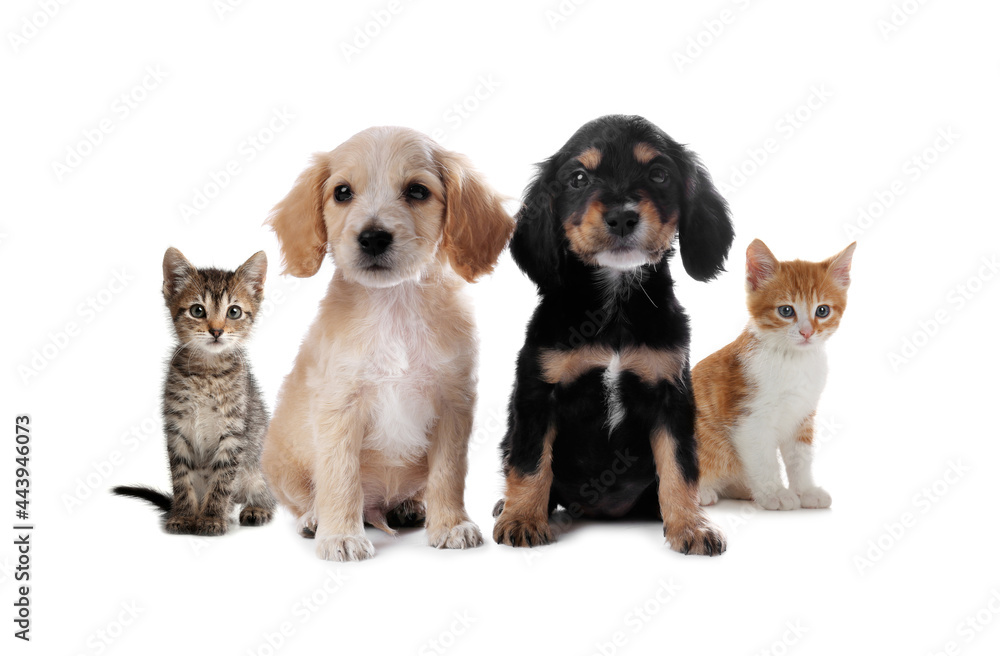 Adorable little kittens and puppies on white background Adorable little kittens and puppies on white background