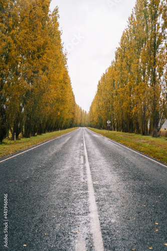 road in autumn