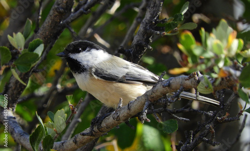 closeup of black-capped chickadee in the forest  of the randall davey audobon center and sanctuary near santa fe, new mexico photo