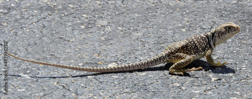  female common collared lizard in the valley of fires recreation  area near carrizozo, new mexico  photo