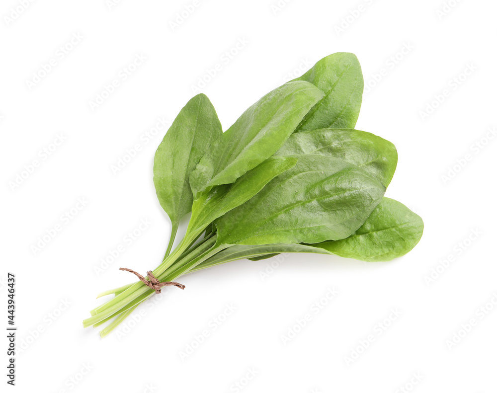 Leaves of broadleaf plantain on white background. Medicinal herb Leaves of broadleaf plantain on white background. Medicinal herb