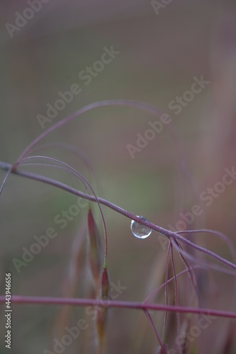Morning dew drop on a blade of grass