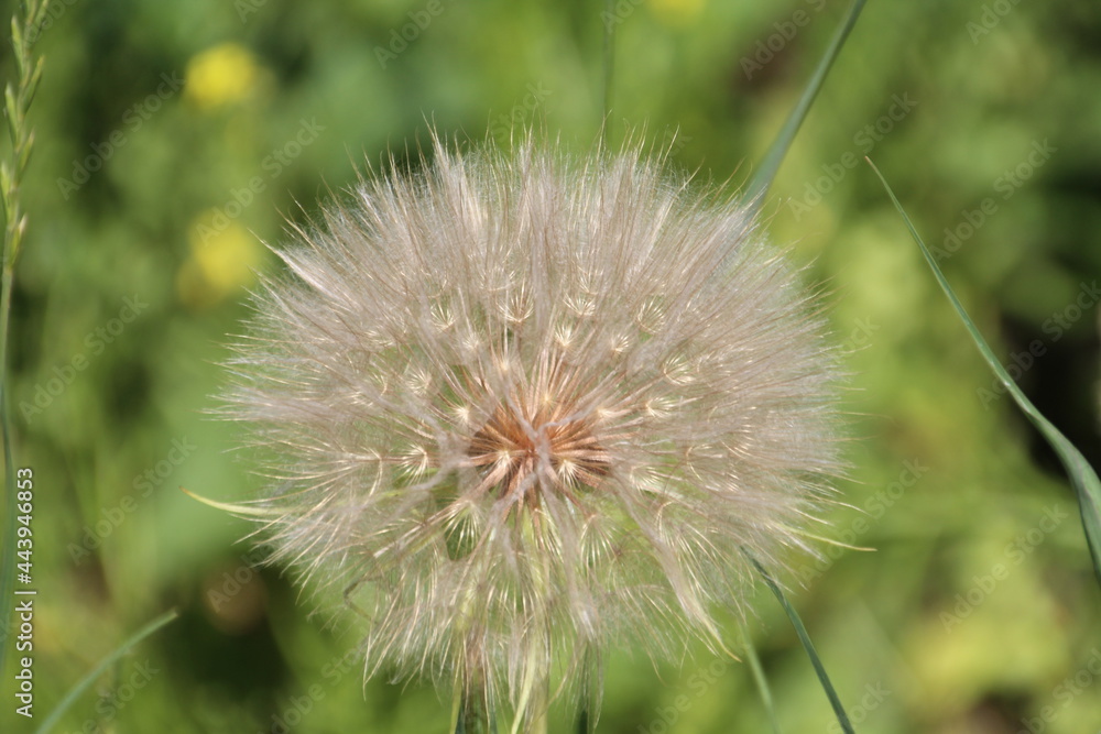 Fototapeta premium Dandelion Going To Seed, Fort Edmonton Park, Alberta