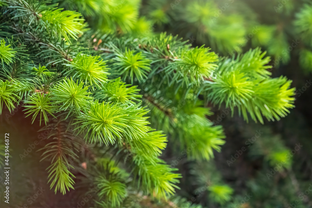 Fir branches with fresh shoots in spring. Fir branches with fresh shoots in spring.