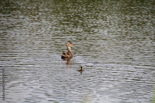 Young Duck, Pylypow Wetlands, Edmonton, Alberta