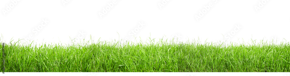 Fototapeta premium Beautiful lush green grass on white background. Banner design