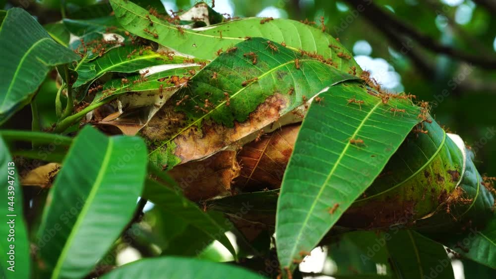 Close up of red ants' nest behind lush mango leaves. Static View. Daylight Close up of red ants' nest behind lush mango leaves. Static View. Daylight
