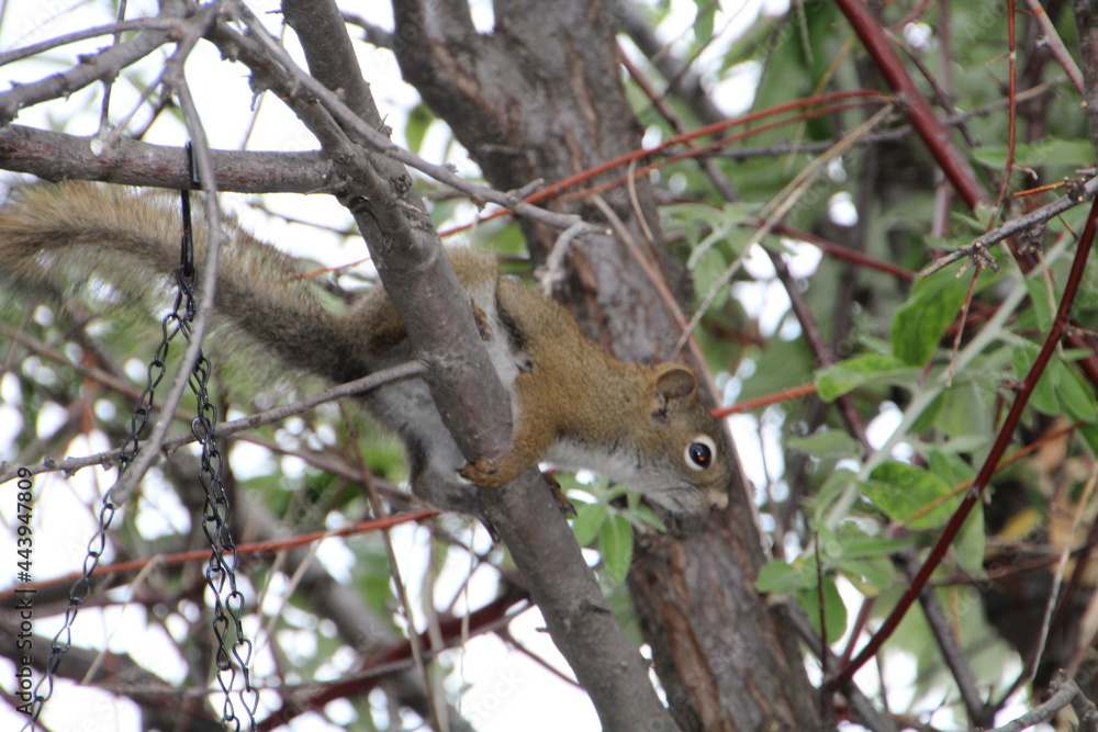 Squirrel In The Branch, Edmonton, Alberta