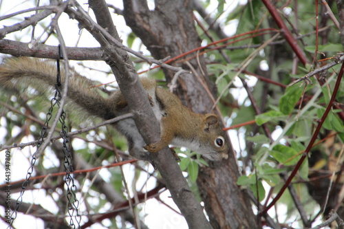 Squirrel In The Branch, Edmonton, Alberta © Michael Mamoon