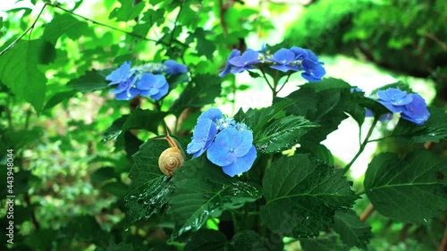 雨上がりの蝸牛と紫陽花と